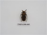 藏品(埔里豔天牛)的圖片